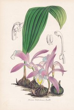 Pleione Wallichiana Bangladesh Orchid flower botanical print litho Lemaire