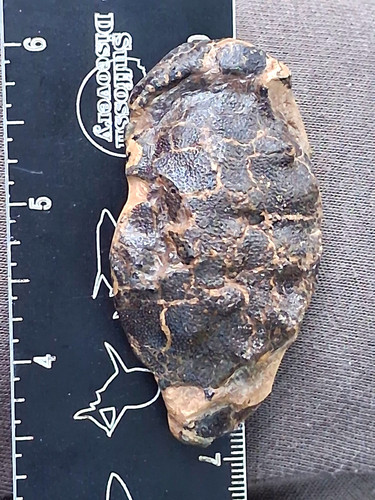 Zanthopsis leachii crab fossil - crab,