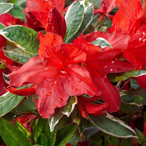 Japanese azalea hotshot - japanese,