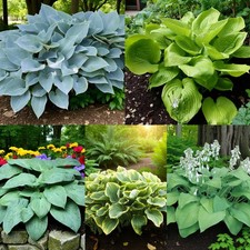 Hosta Bare Roots - Hardy