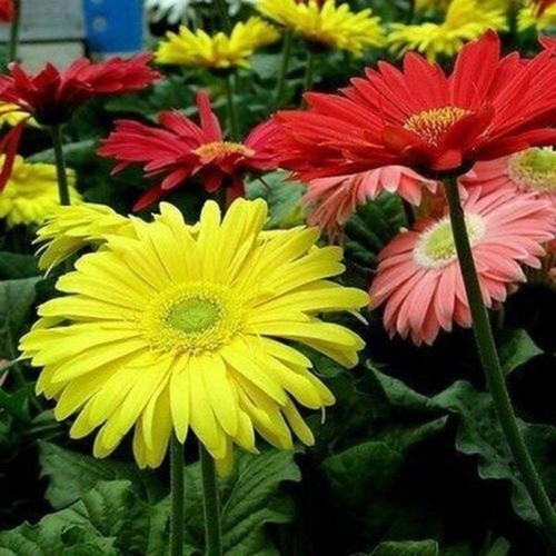 Gerbera jamessonii - gerbera, a