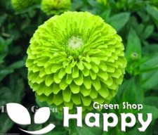 ZINNIA DAHLIA LIME GREEN - ENVY - 250 SEEDS Zinnia elegans dahlia flowered