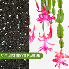 CHRISTMAS CACTUS COMPOST With