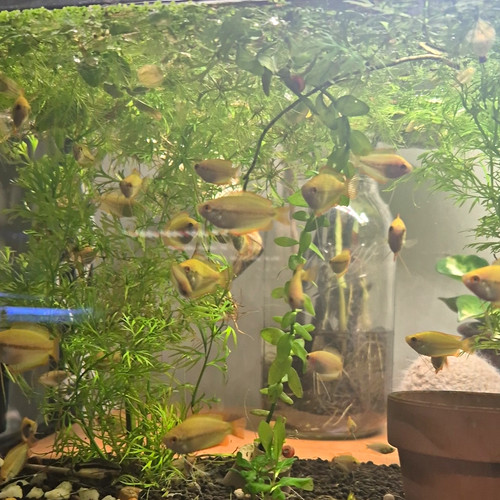Live honey gourami fish - live,