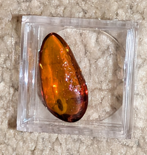 Dominican amber beetle insect - beetle,