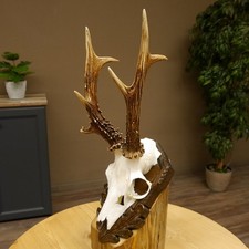 Deer Antlers Uneven 8 Point