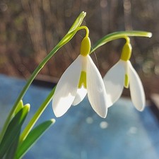 Galanthus DRYAD GOLD CHARM -