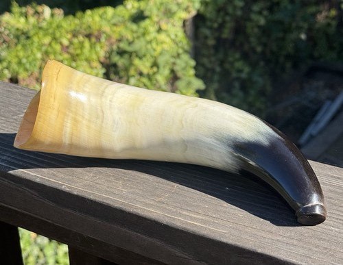 Polished bull cow - bull/cow, horns