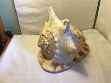 Large Conch Shell In Good Condition Measures 7.50 By 9.50 By 7.50 Inches.