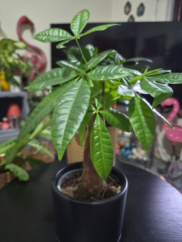 Miniature money tree pachira - money, tree(