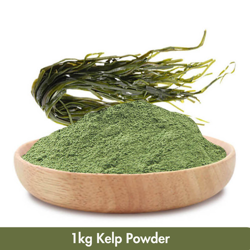 Kelp powder seaweed - kelp,