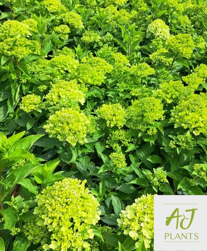 Hydrangea paniculata little - hydrangea,