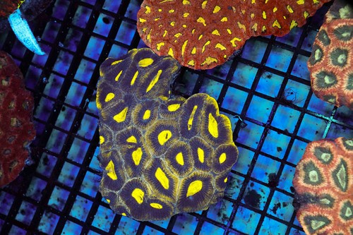 Lime soul favia coral - favia,
