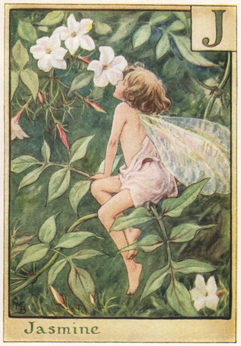 Jasmine fairy by - j, =