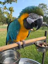 Macaw Parrot Bird Blue And