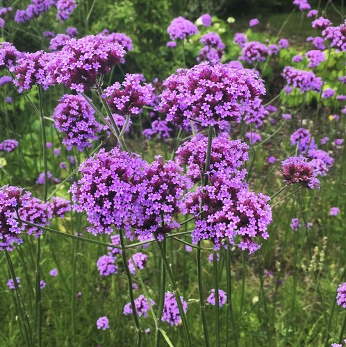 Suttons verbena bonariensis - suttons,