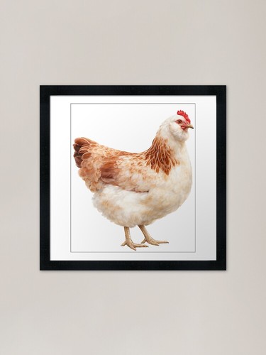 Salmon faverolle framed art - salmon,