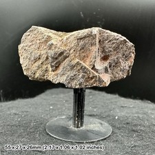 Triceratops frill fossil bone - frill,