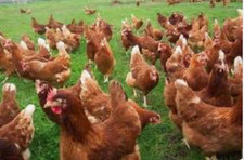 6 X Brown/cream🐣Chicken