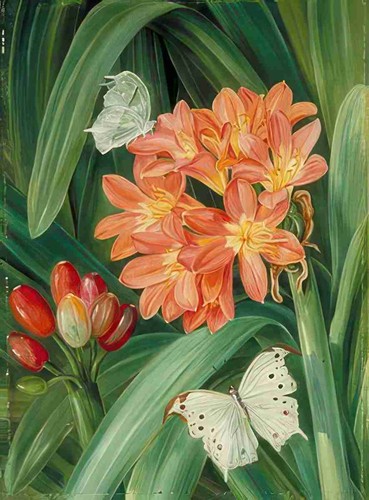 Marianne north clivia miniata - marianne,