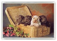 SHAR PEI PUPPIES BASKET DOG