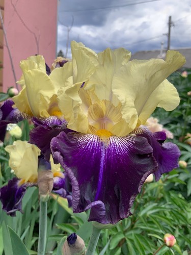 Bearded tall iris - , 'delfin