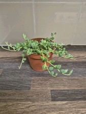 Senecio Rowleyanus | String of Pearls in 7cm Pot | Trailing Plant