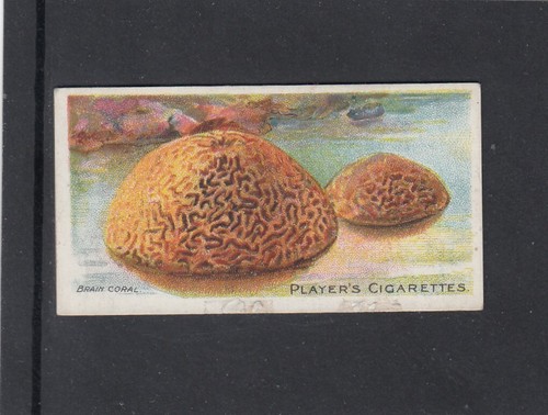 1904 player wonders the - 1904, of