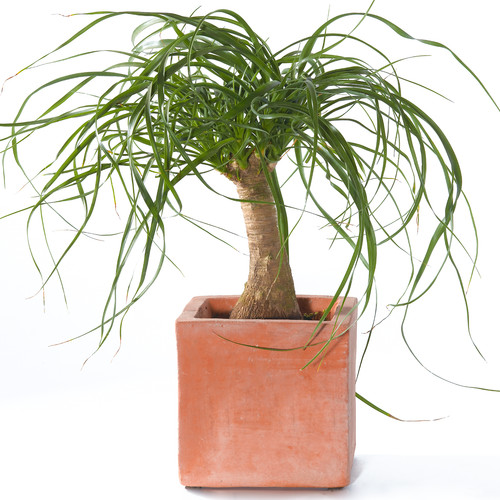 Beaucarnea recurvata 40cm - beaucarnea, 30-40cm