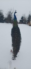 Amazaing  Indian Peacock (Pavo