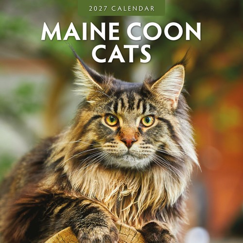 Maine coon cats 2027 - maine, square