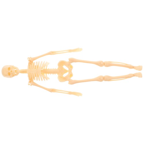 Human skeleton model - model,