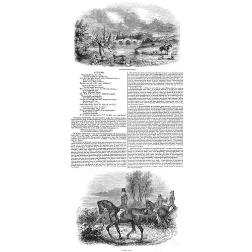 Leicestershire fox hunting - fox, at