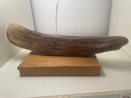 Polynesian kauri mounted - polynesian,
