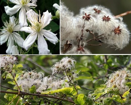 Wild clematis - wild, (clematis