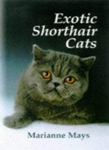 Exotic shorthair cats marianne - exotic, cats,marianne