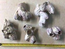 5 Barnacle Clusters, Suitable