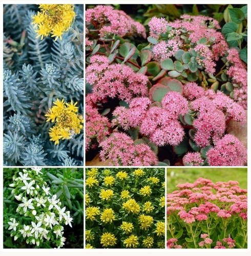 Sedum plug plant collection - 3x,