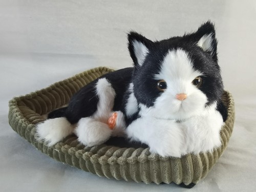 Black and white shorthair - and,