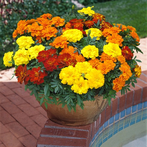 Tagetes durango mix - tagetes,