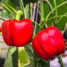 3x Sweet Pepper California