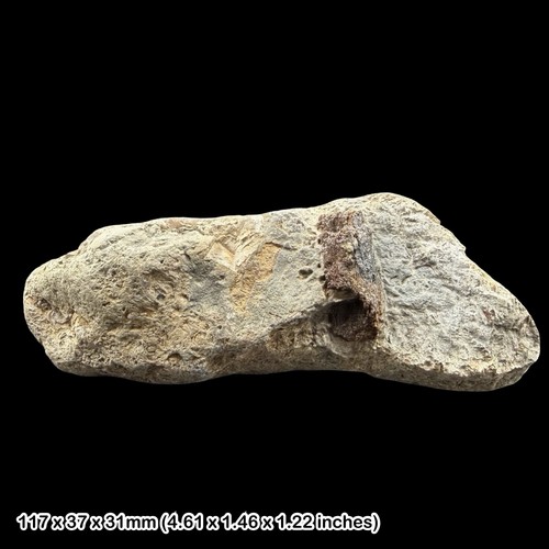Reptile bone fossil block - bone,
