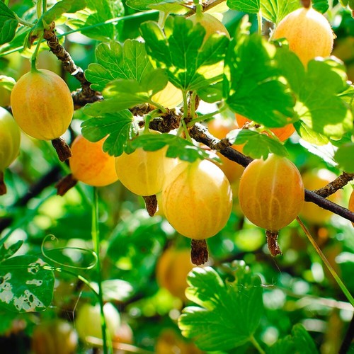 Gooseberry ribes - t&m,