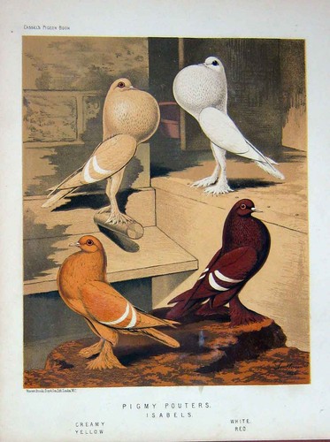 Original old antique print - original,