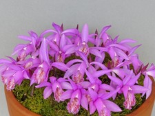 Pleione Hekla 'Locking Stumps' (1 bulb) - Lot Ls1