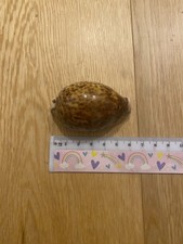 Vintage Tiger Cowrie Shell 6cm