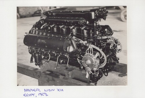 Napier lion xia broad arrow - napier,