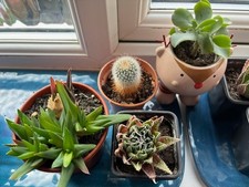 House plant bundle | 8 species