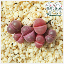 Lithops C81A Lithops optica 'Rubra' Living Stones rare Lithops Succulents UK 