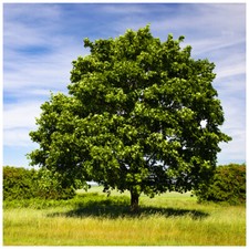 25 Field Maple Hedging, Native Trees Acer Campestre 40-60cm Plants,Autumn Colour